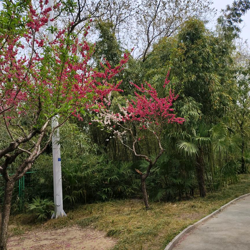 花仙子