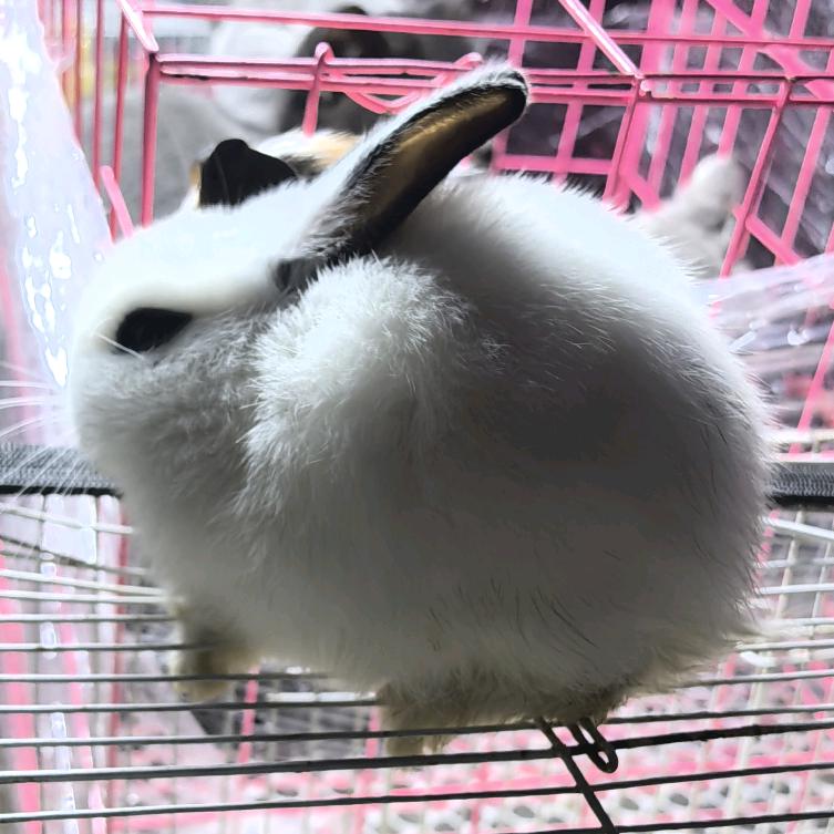 热乎乎香甜芝士烤玉米