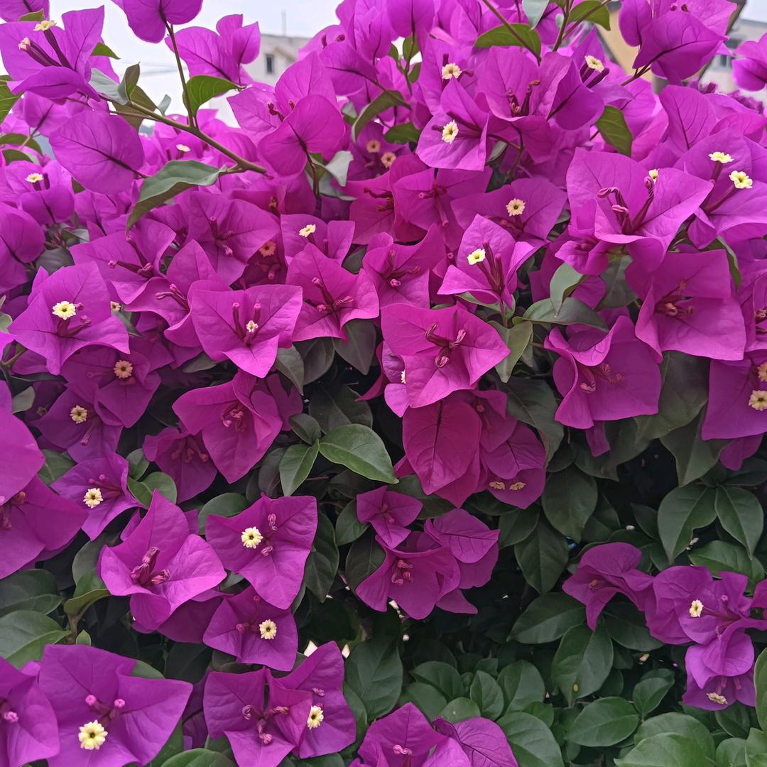 安琴《橱窗也开》谢谢支持