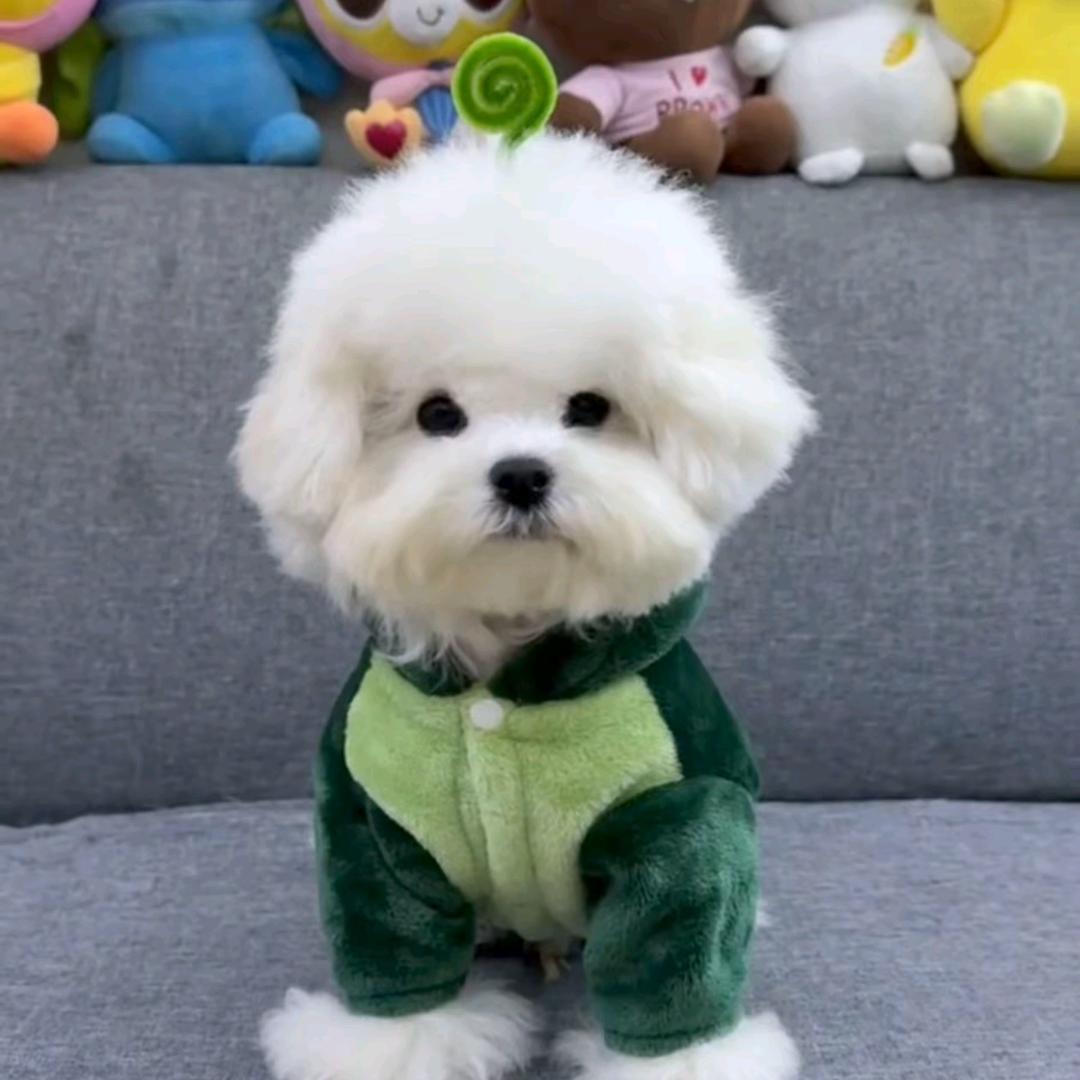 你个愚蠢的土拨鼠！