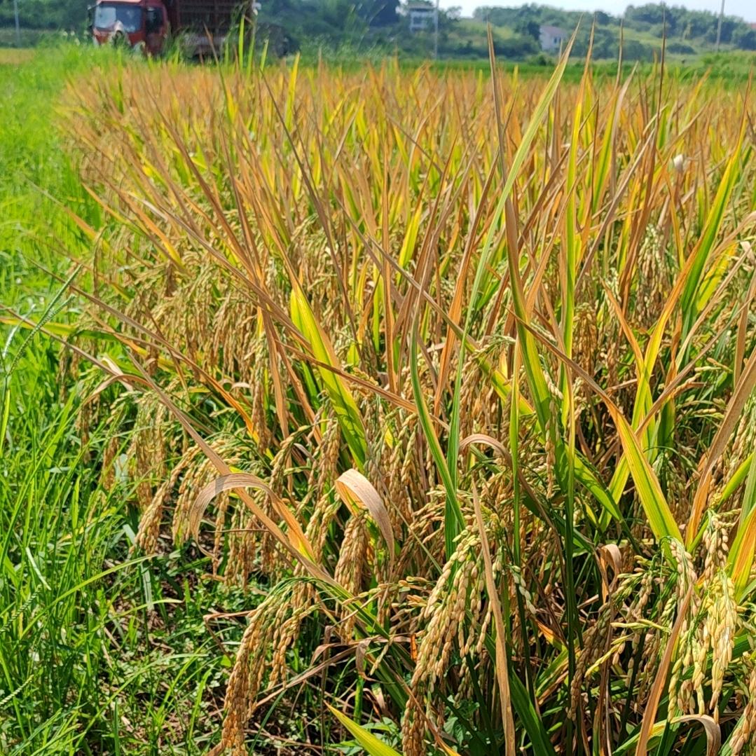 金喜国际酒店黄义才