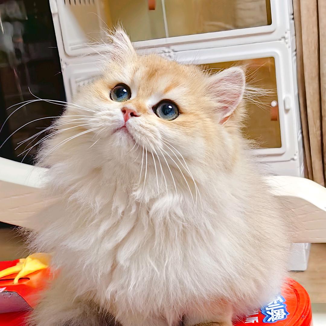 大树的猫