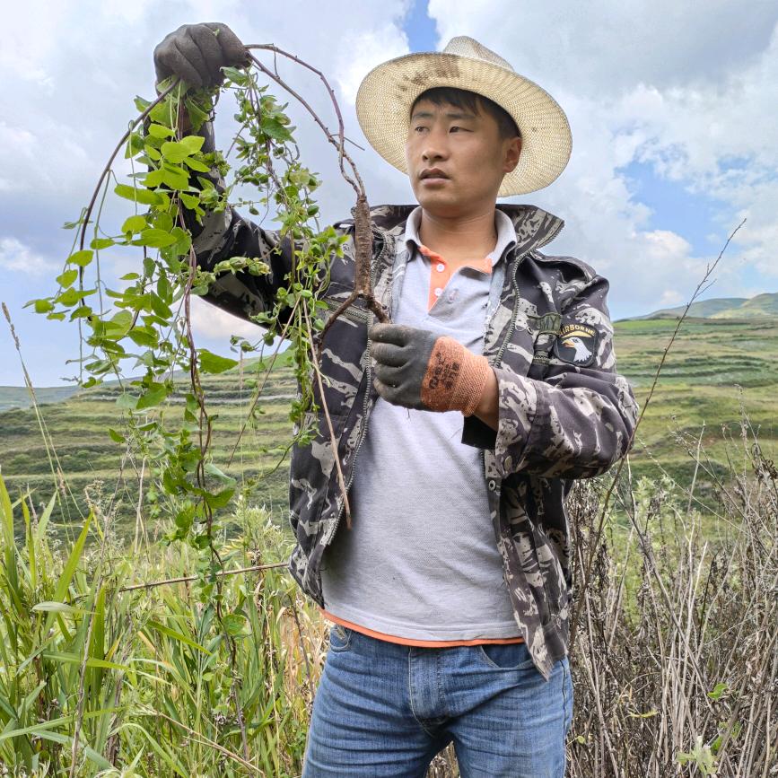 陇上本草滋补阿龙