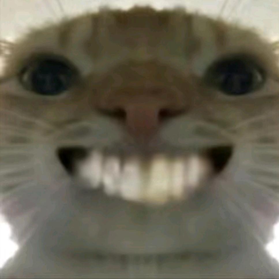 伽鼠