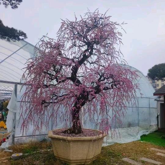 杭州萧山旭冉园艺场