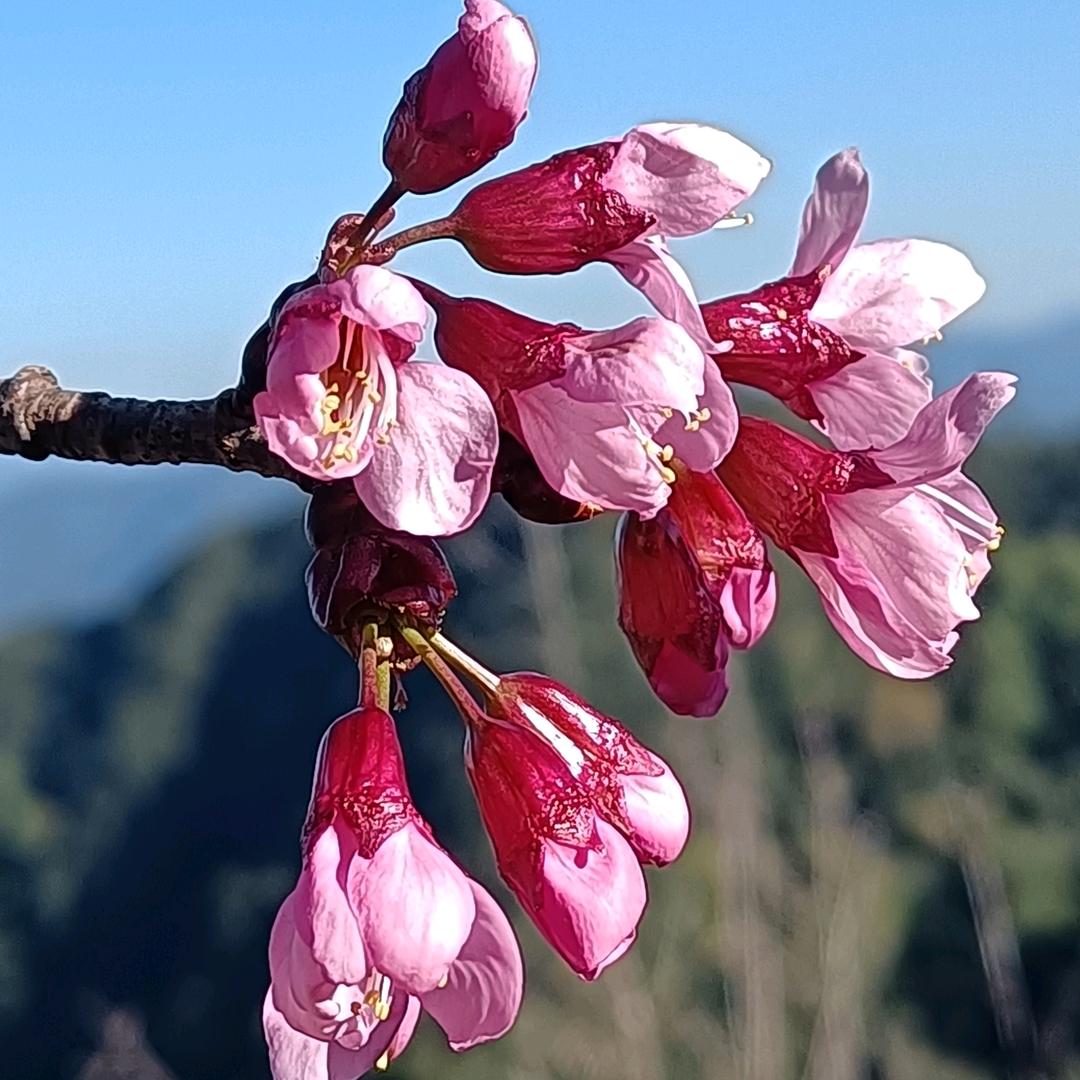 麻辣皮