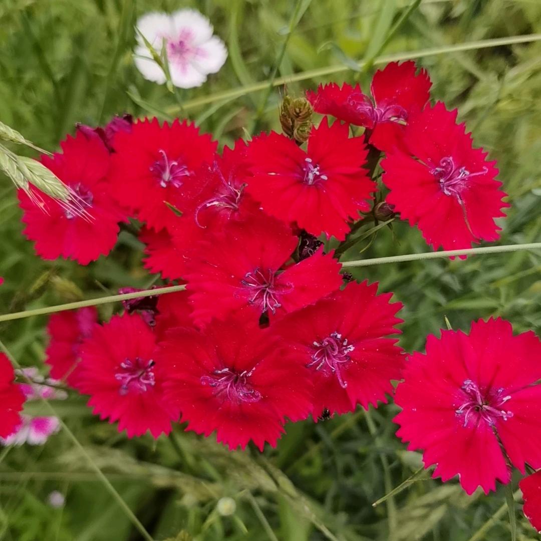 罂🌹花