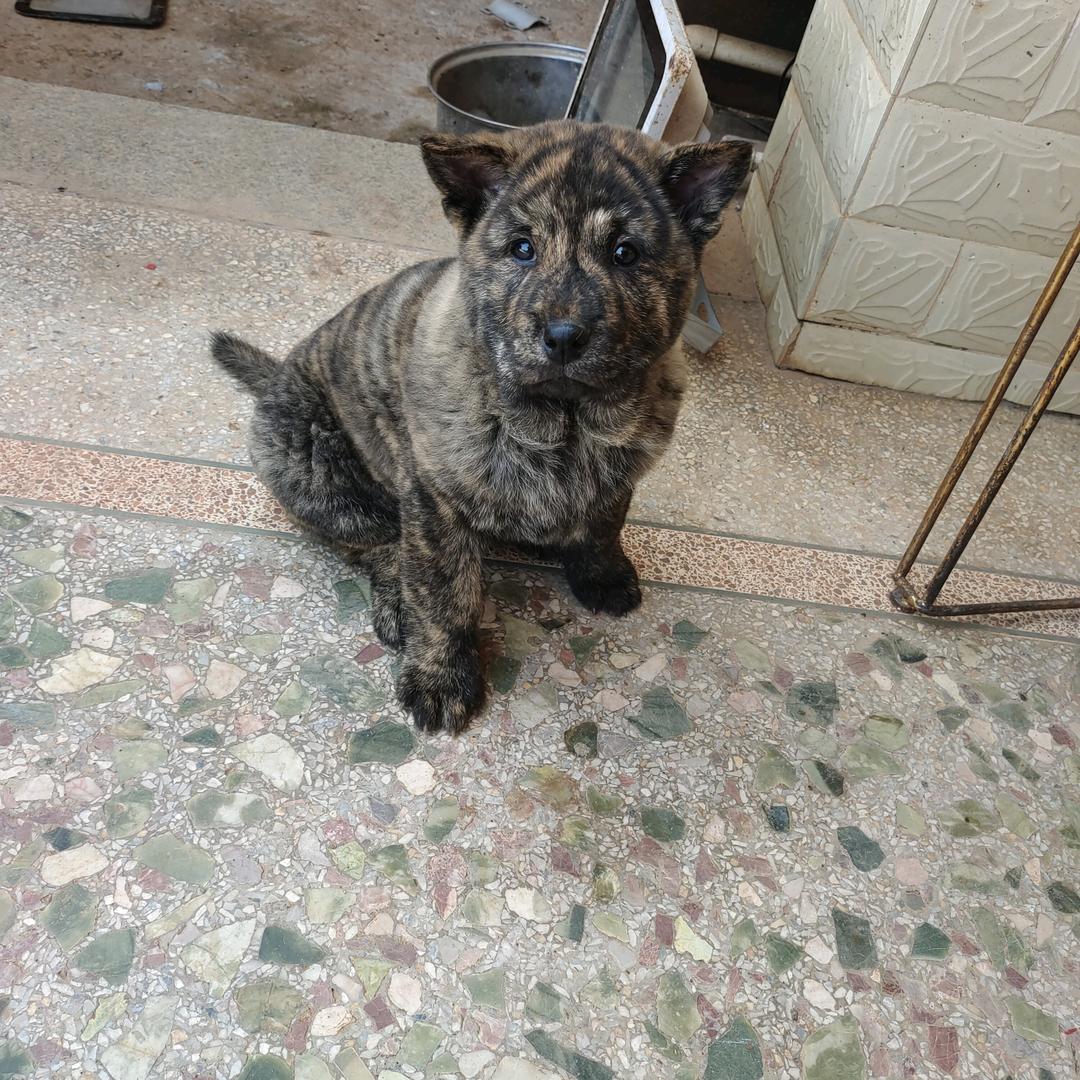 田园犬～土狗