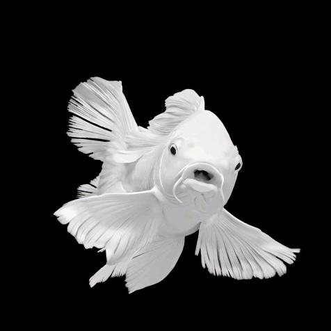 小宁蝴蝶鲤观赏鱼