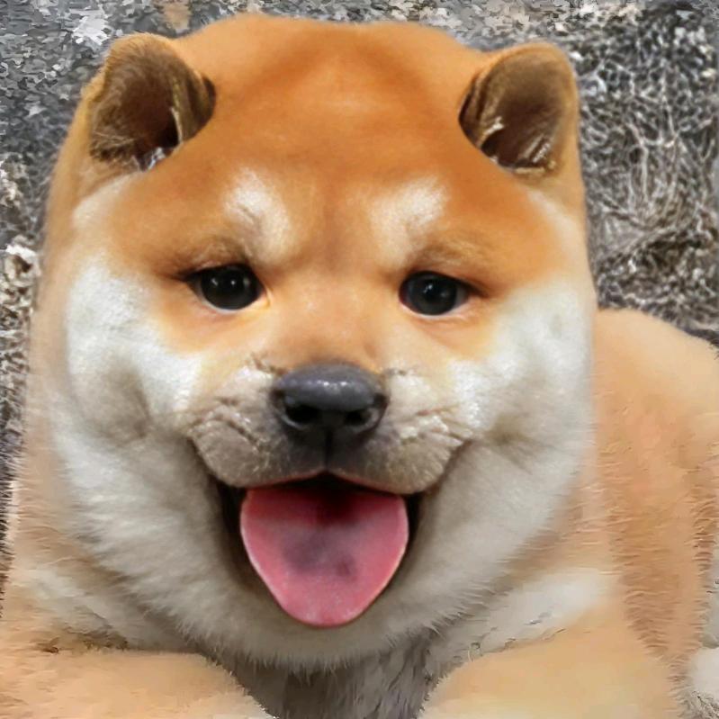 小祝哥（田园犬土猎）