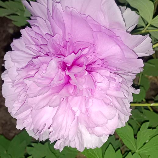 花姐