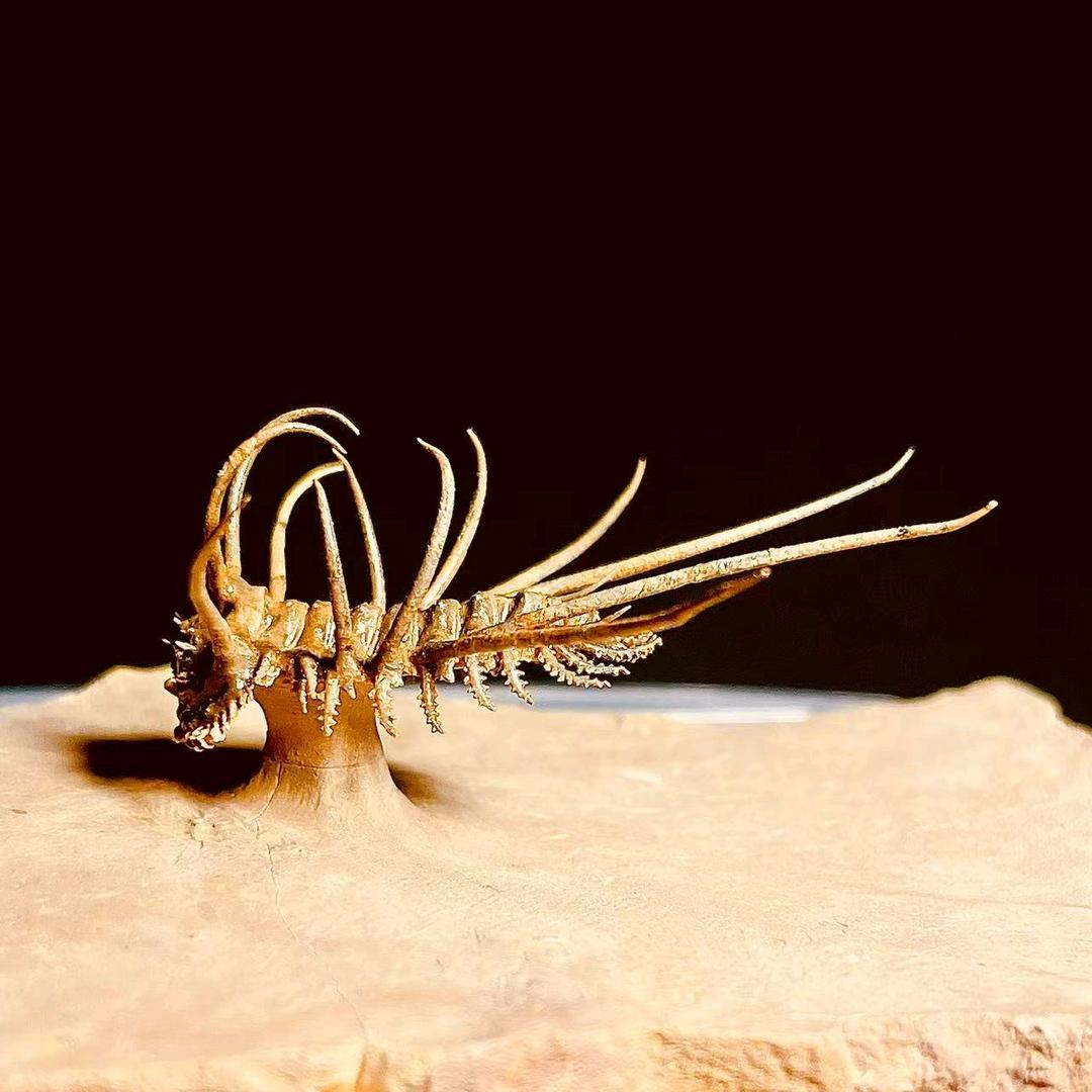 时光印记精选铺子