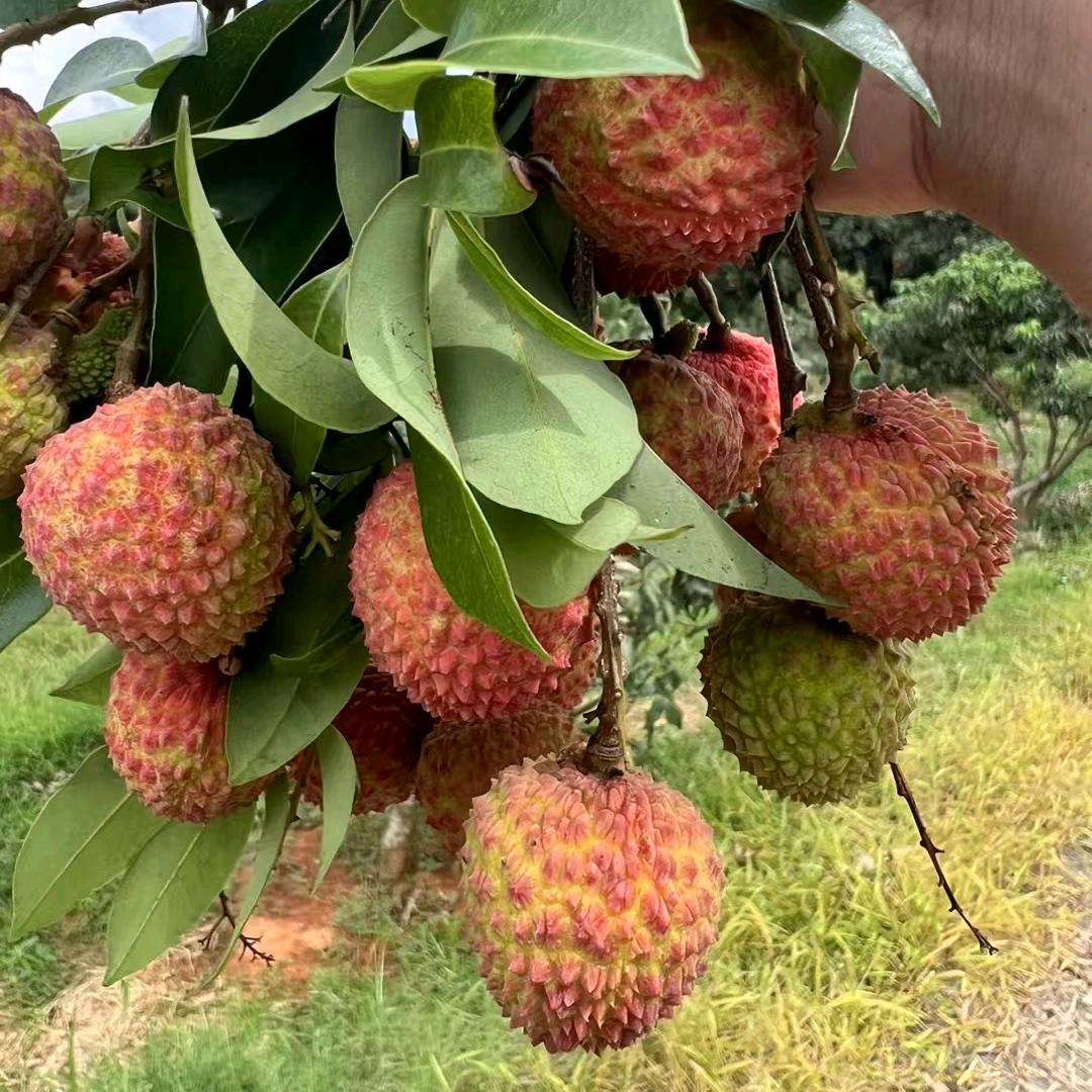 💞᭄এ憨宝ོ💞᭄এ