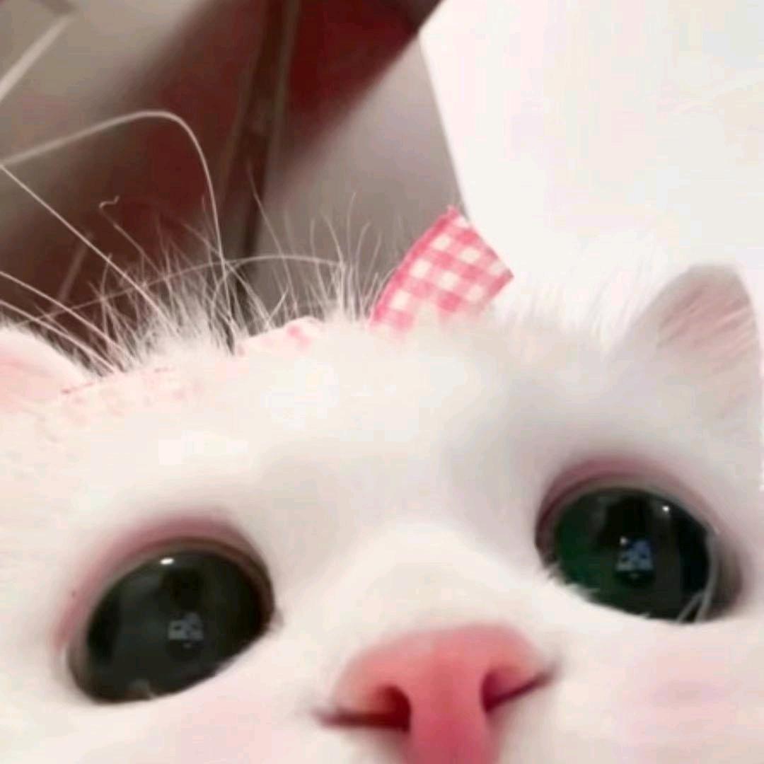 贾克斯的无畏契约