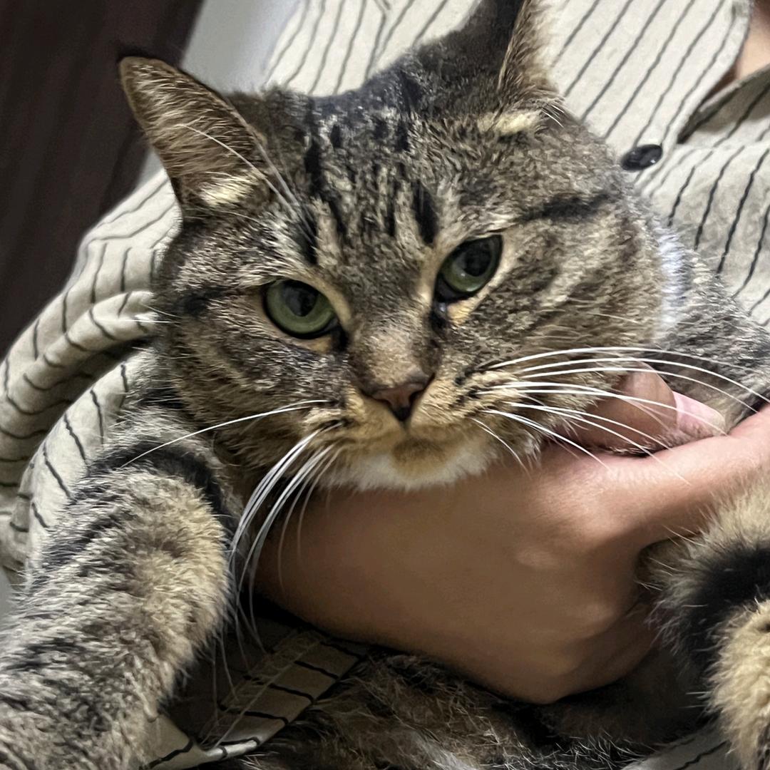 家有胖猫