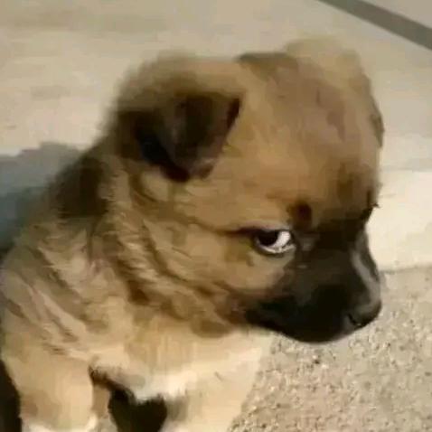 满山的猴子我最红