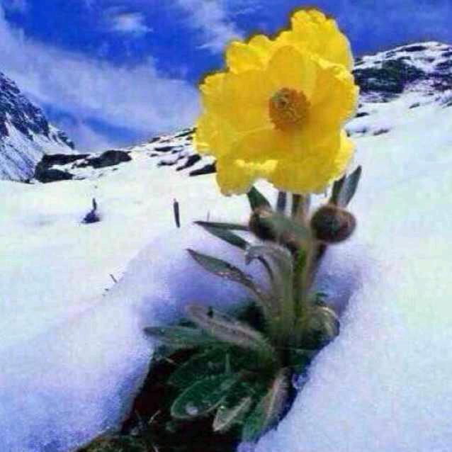 🌺🌹唯爱与生命不可辜🌺🌹