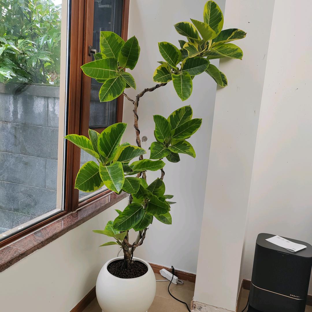 成都绿植租赁🌲🌿🌷