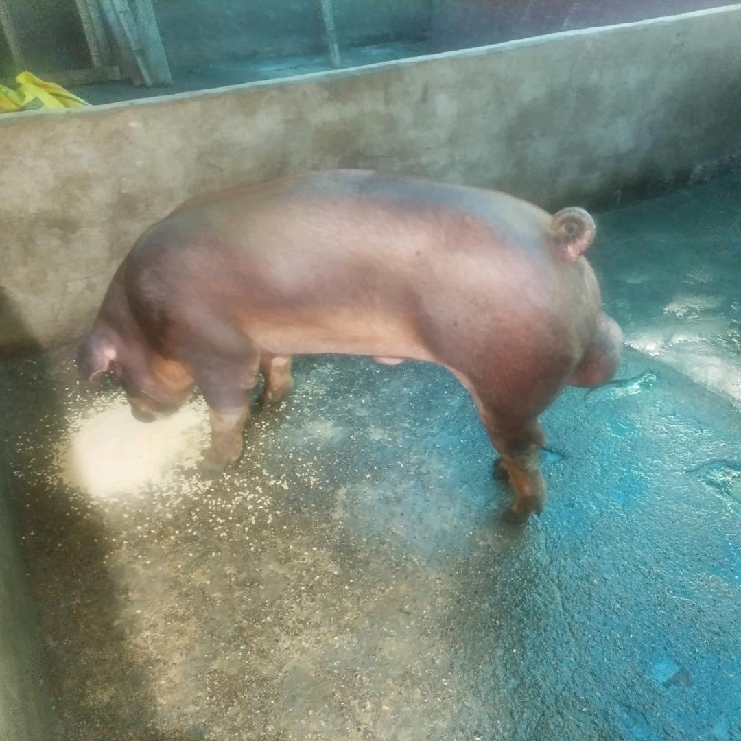 专业出售各阶段小猪