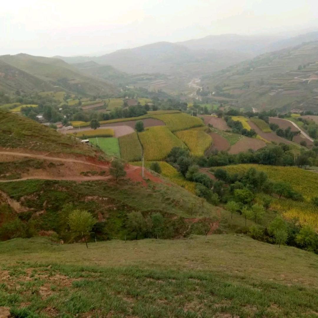 甘肃党参当归黄芪