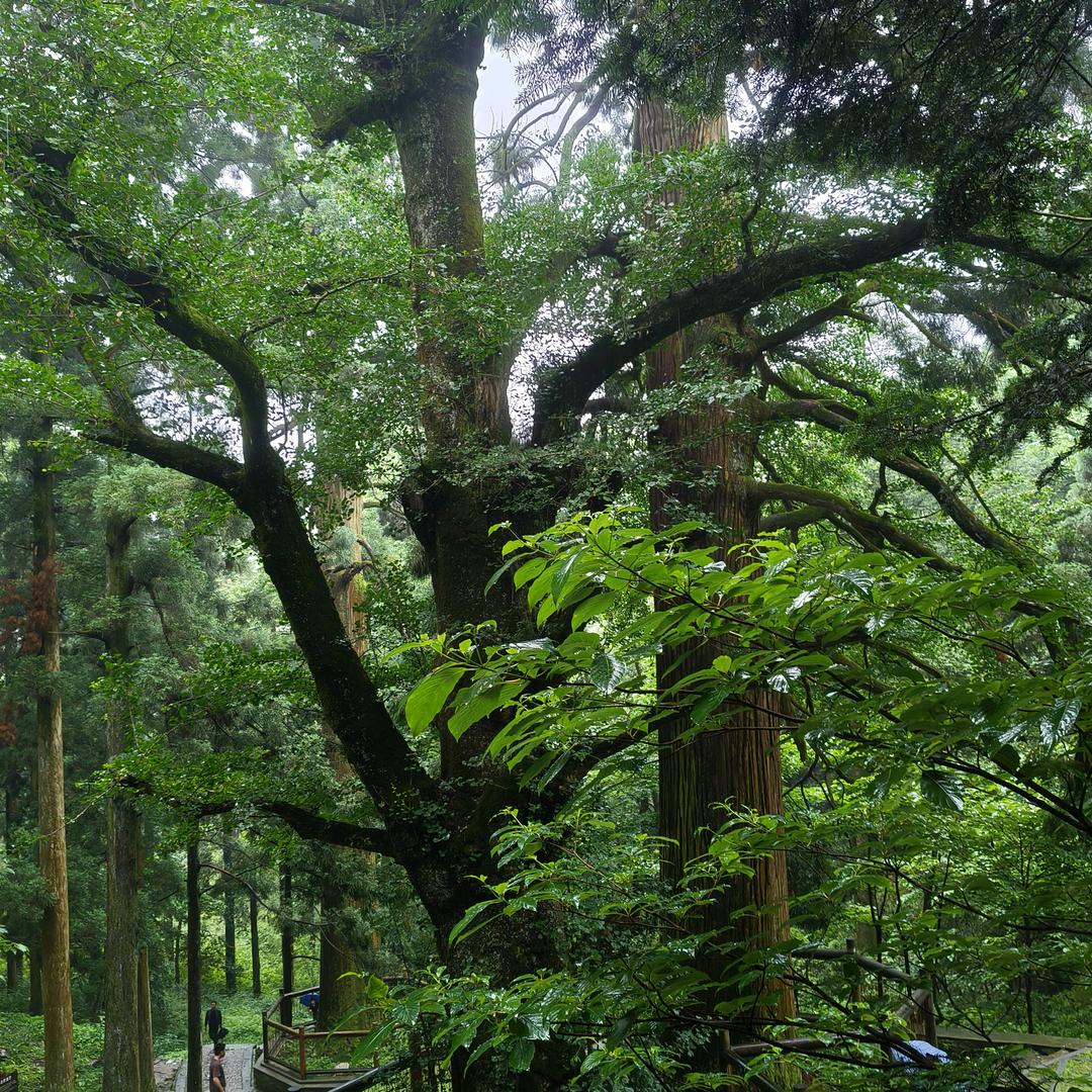 小迷糊