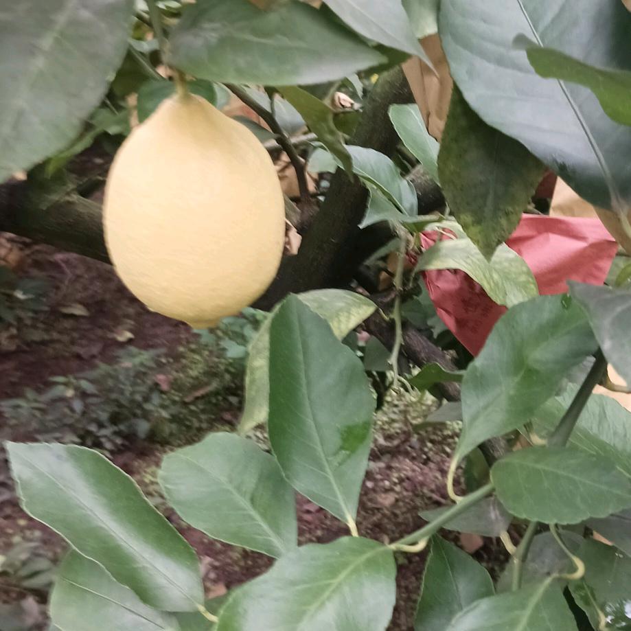 柠檬大姐蒋七妹