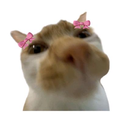 猫meme小情