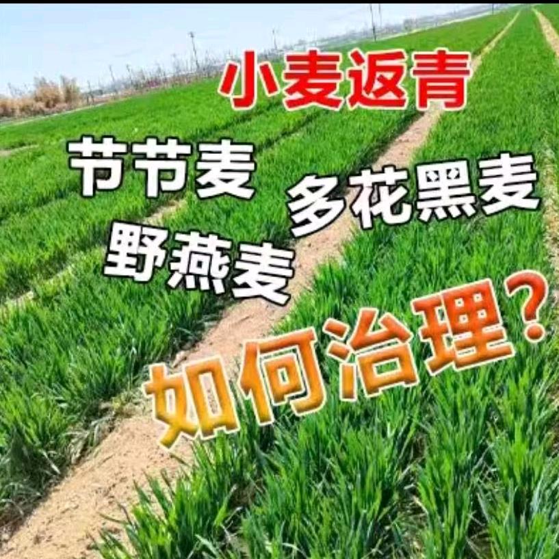 老百姓农资《王老师》