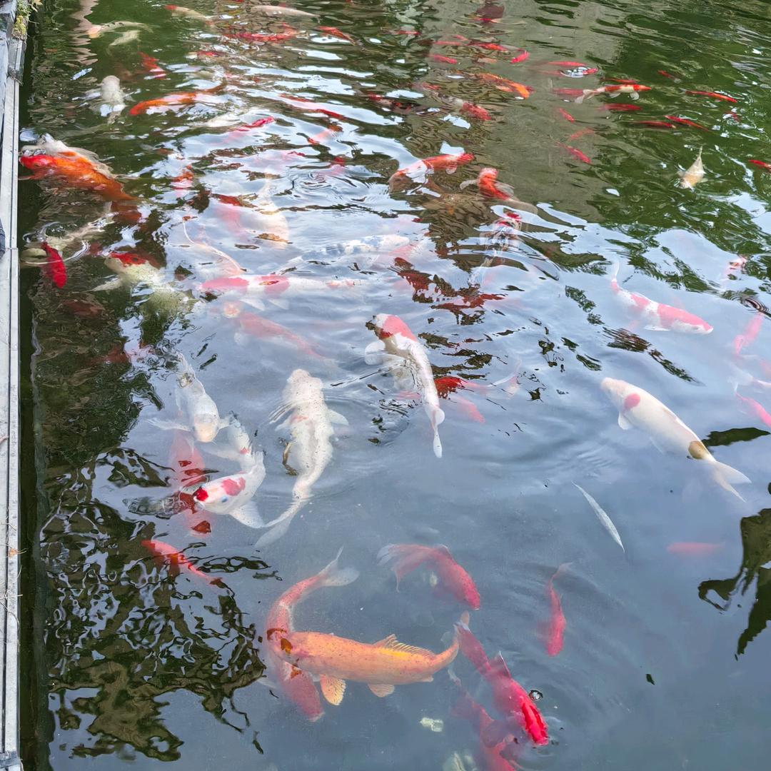 追逐梦想