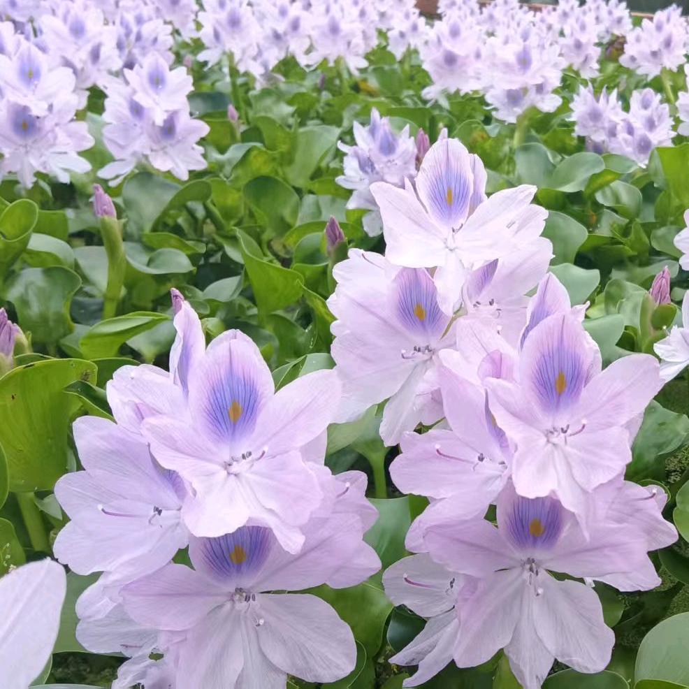 平安顺遂