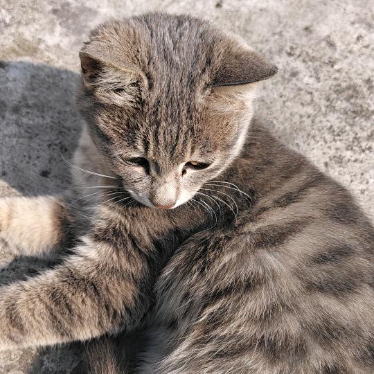 你好头像