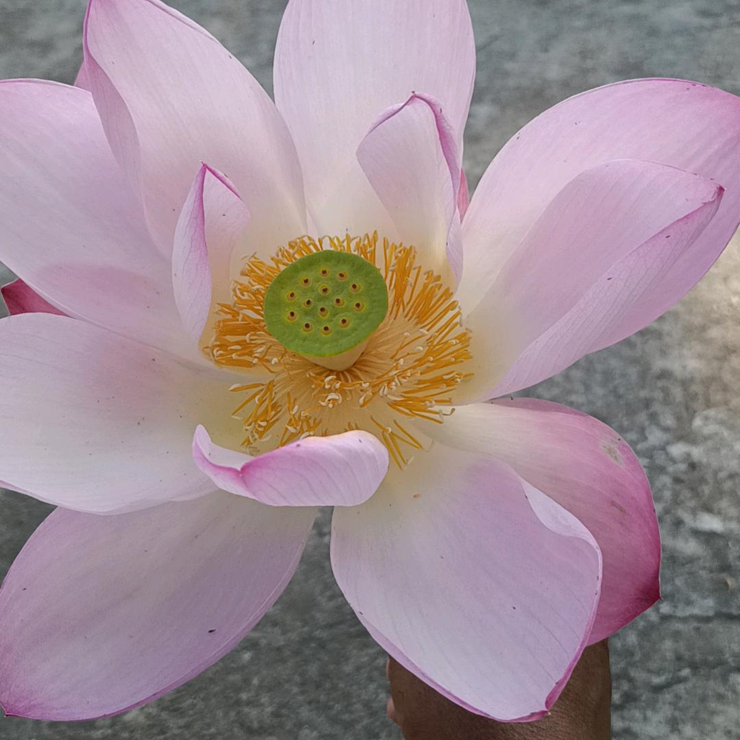 沙子坪