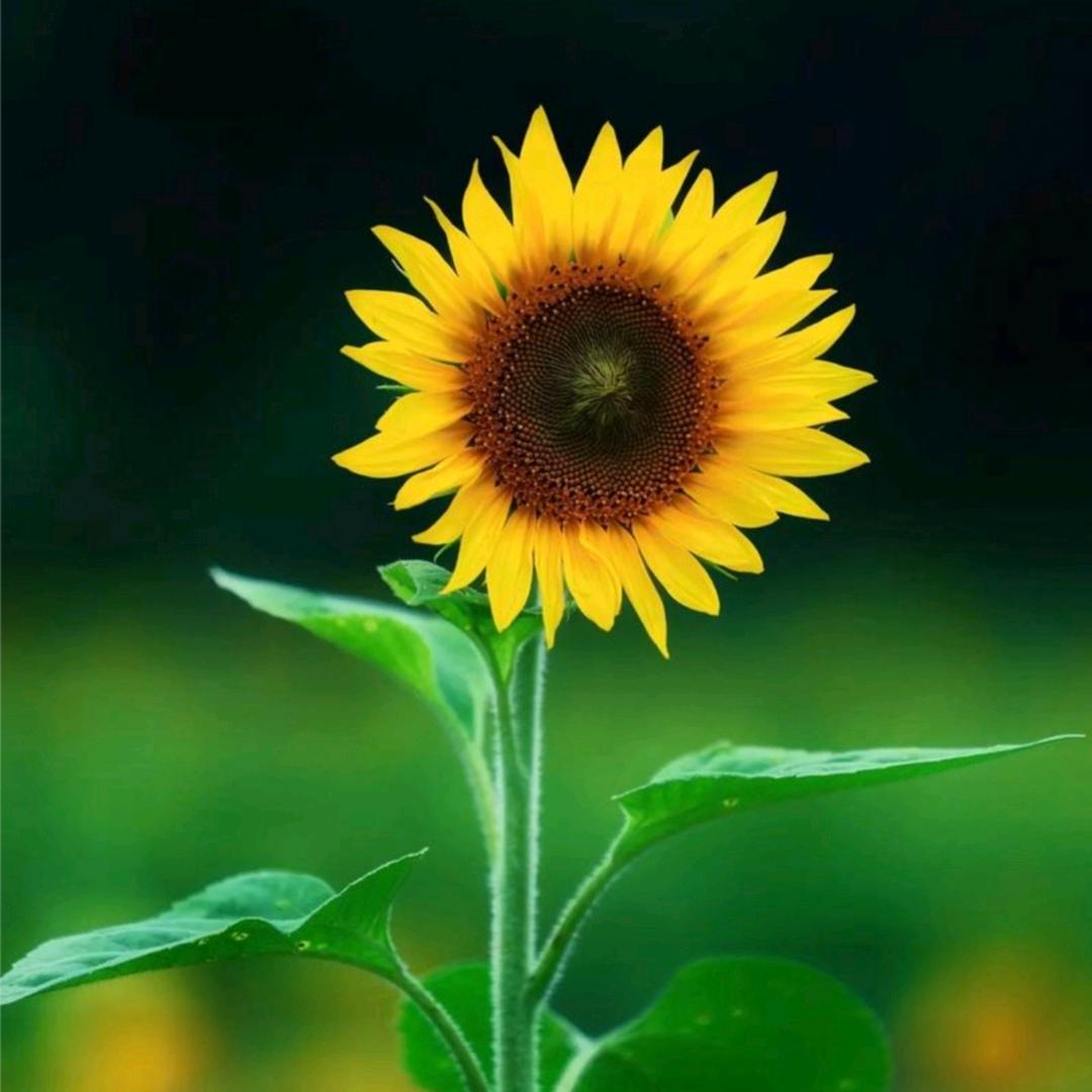 虹虹🐟福海县冷水鱼🐟