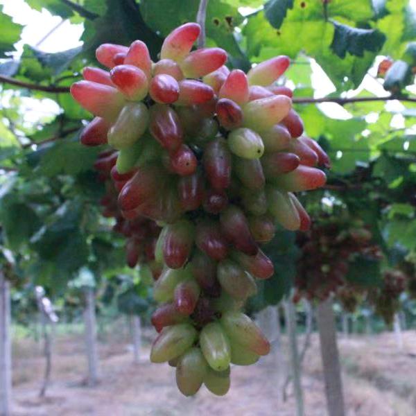 @🍇陈蒙厚爱💖