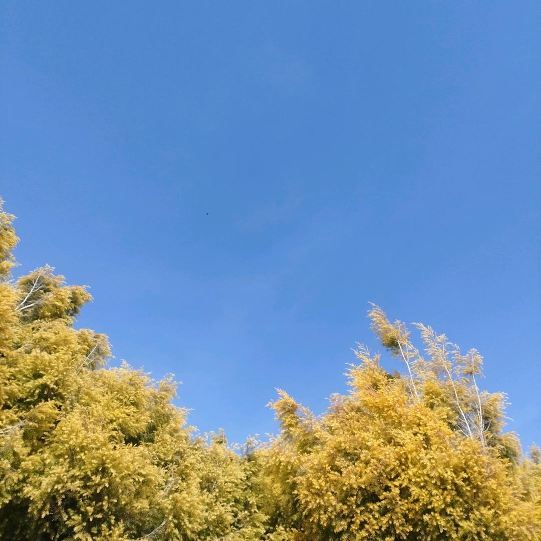 温暖的阳光