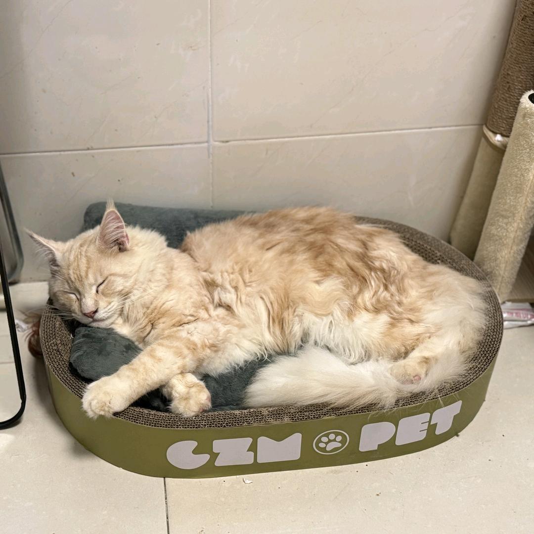 福福缅因小夹子