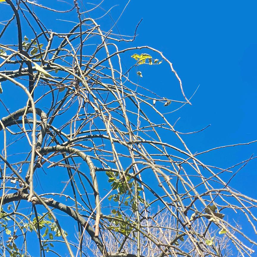 陌染【橱窗好物推荐】🌲🍷🌲💫