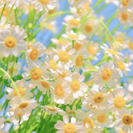 采菇凉的小蘑菇