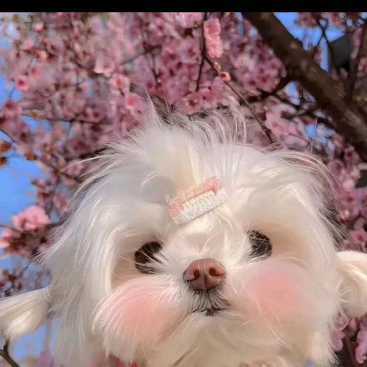 大铃子✨✨❤️