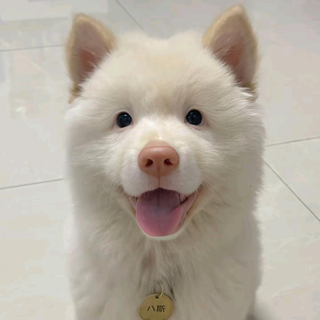 中华田园犬（代淘）