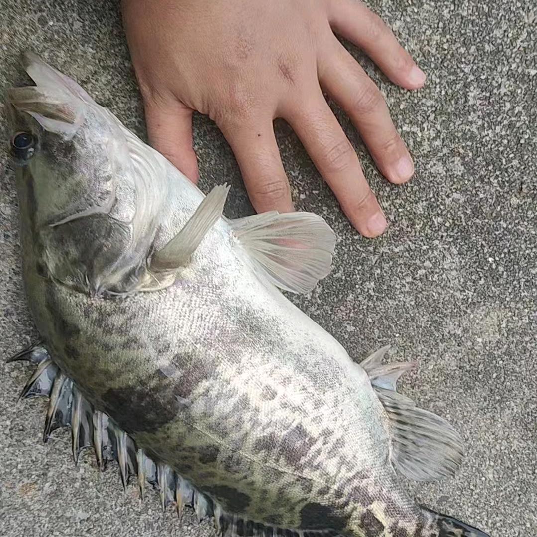 东渔老夫🎣