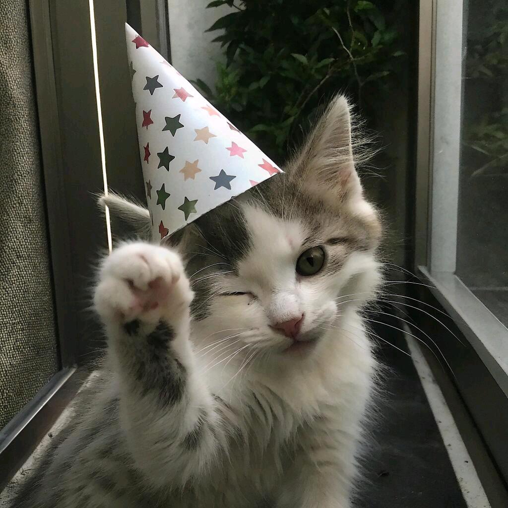 🐱咕噜噜咕ʚ🍊ɞ