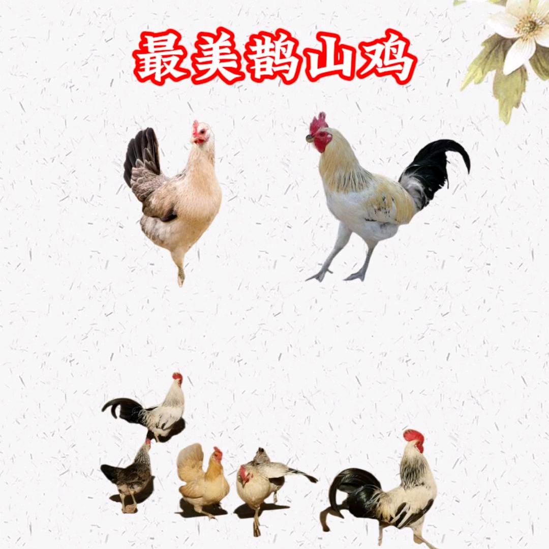 湖南江华水口鹊山鸡生态养殖