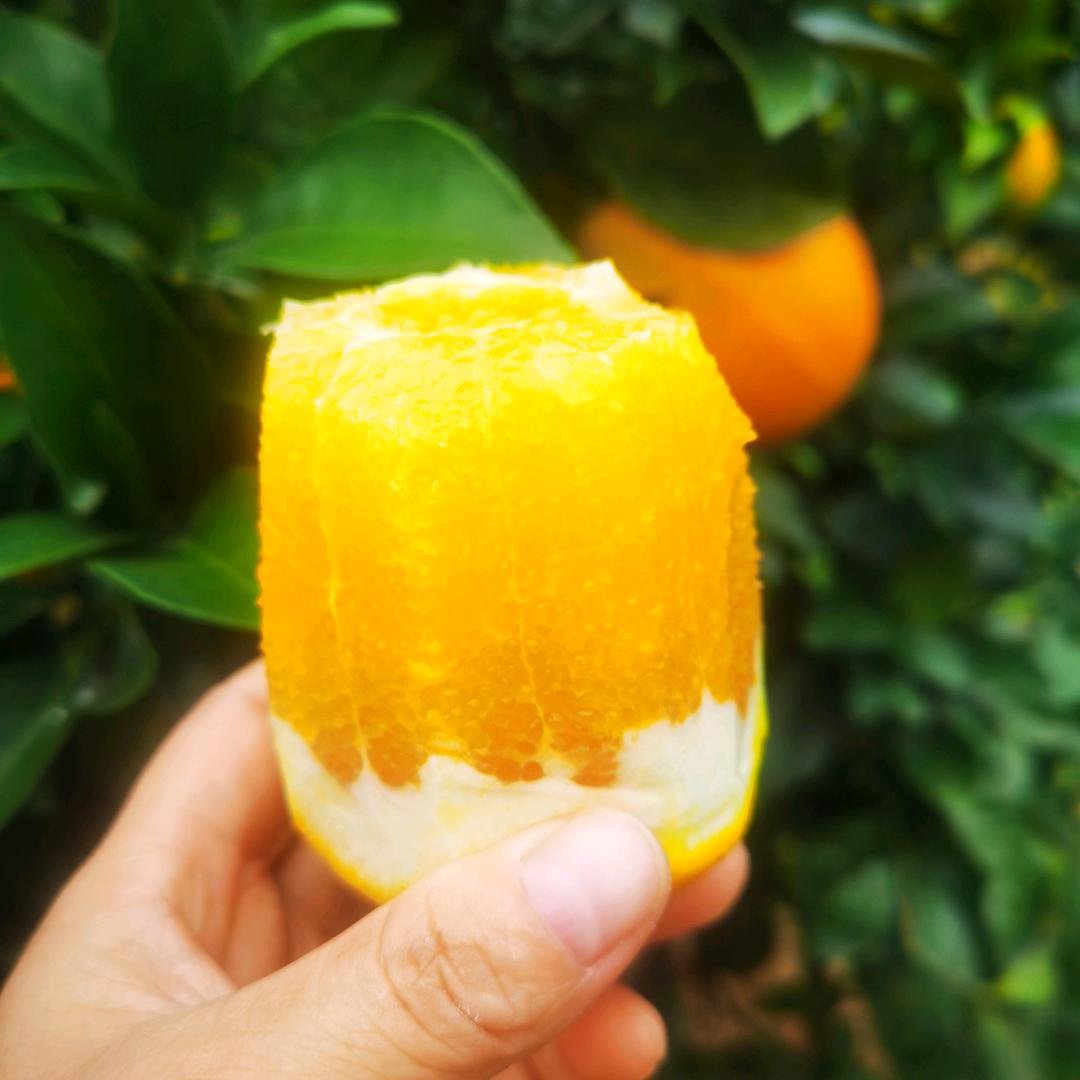 华燕果业，赣南脐橙