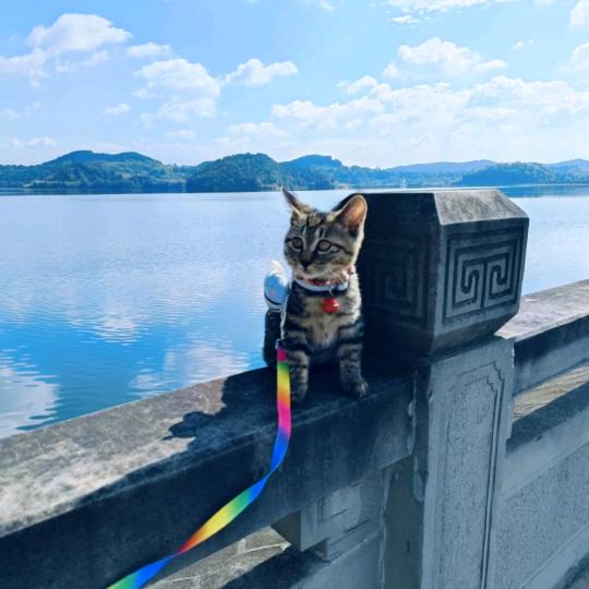 劝弟玩蛇丕公子