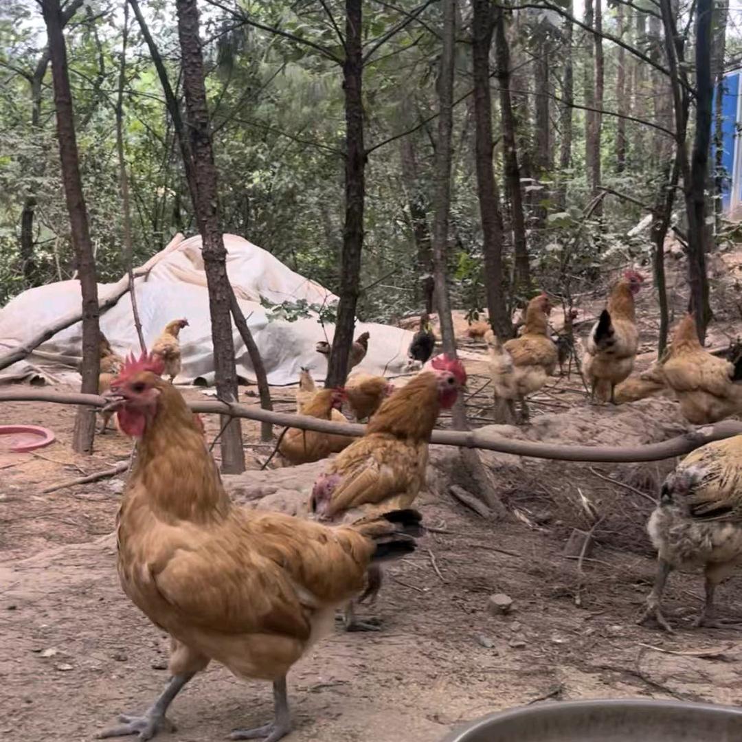 土货生鲜农家味