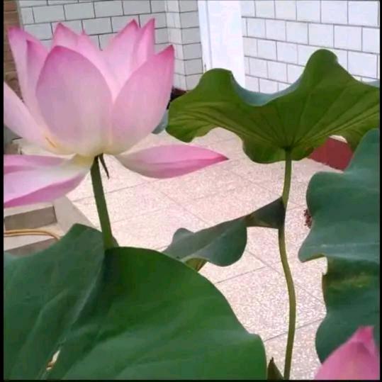 🐠醉荷塘🐠