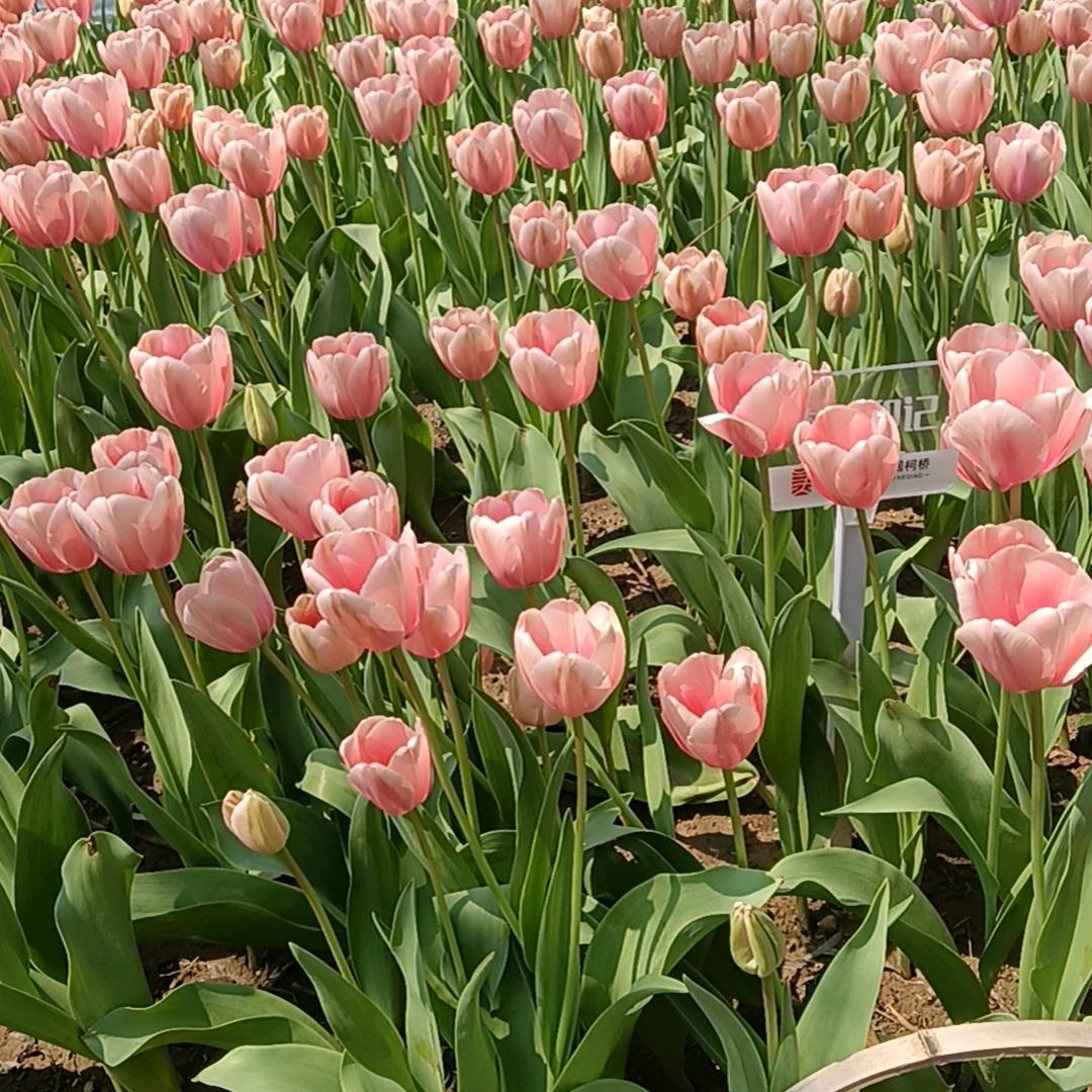 我似🐣晚霞🐐