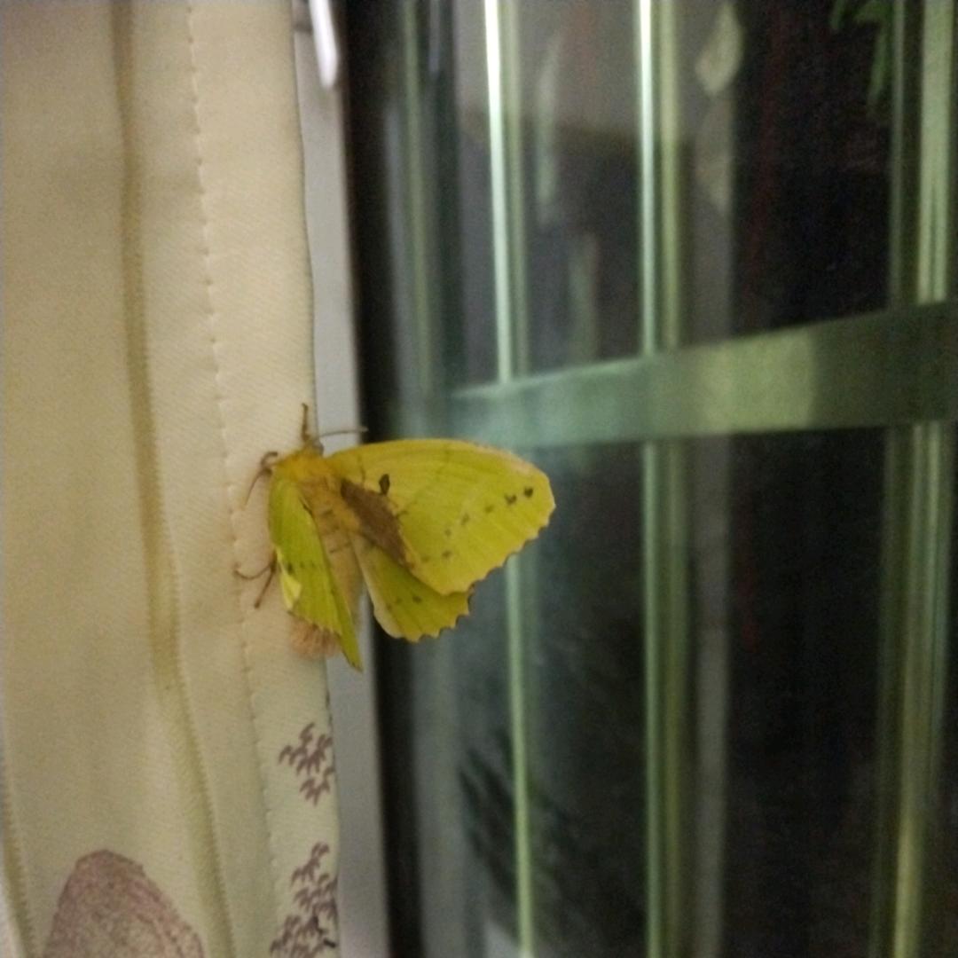 向阳     花