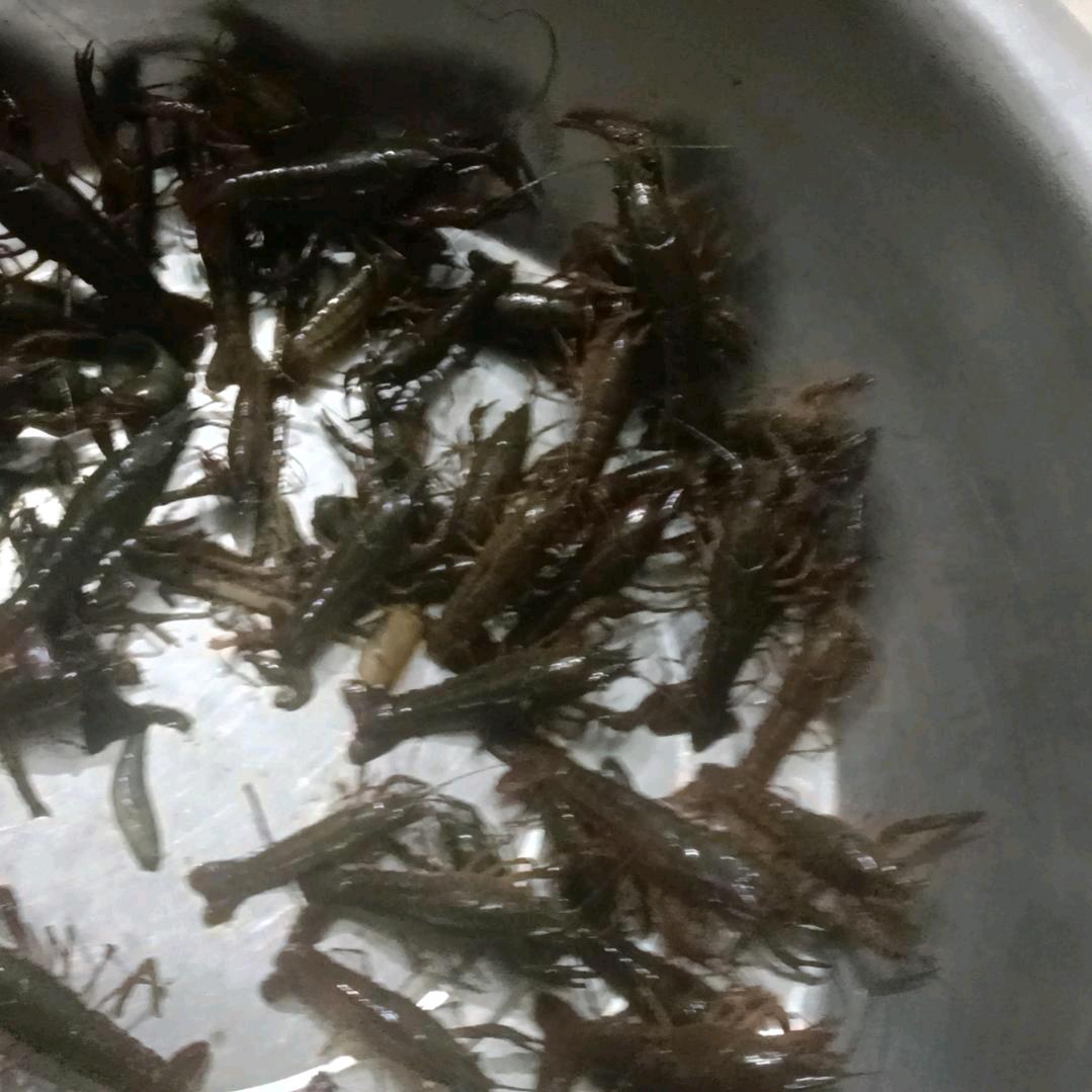 吳根佳